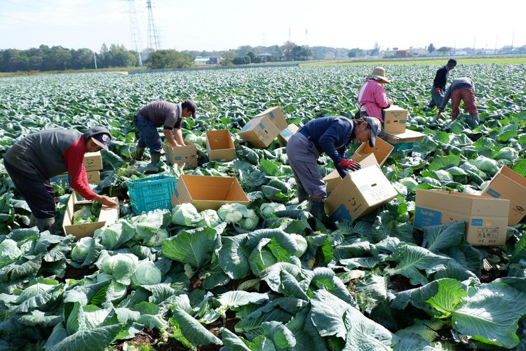 Bidang pekerjaan Pertanian di Jepang